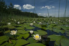 Parki i ogrody ziemi wieluńskiej - Załęczański Park Krajobrazowy - jeden z najpiękniejszych parków w Polsce, bo otulający zakole Warty